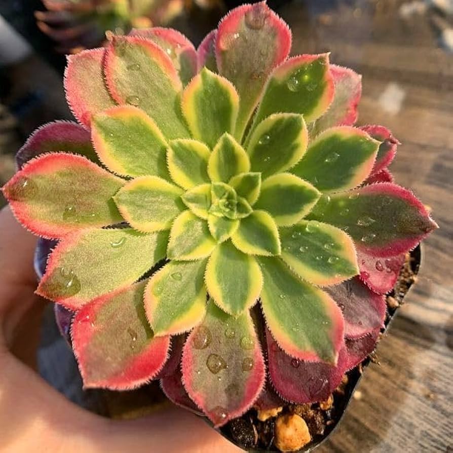 多肉植物アエオニウム錦❤️ 翡翠瑠璃 ❤️ 多肉植物アエオニウム錦❤️ 翡翠瑠璃 ❤️ - メルカリ